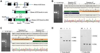 A novel hACE2 knock-in mouse model recapitulates pulmonary and intestinal SARS-CoV-2 infection